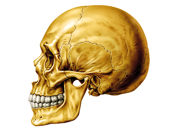 El cráneo en visión lateral