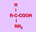 Esta es la fórmula general de un aminoácido. Imagen de la web de Lourdes Luengo. Pulsa aquí para saber más.