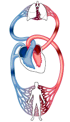 La sangre describe dos circuitos complementarios llamados circulación mayor o general y menor o pulmonar... Pulsa para más información