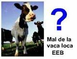 La Encefalopatía espongiforme bovina (EEB) o "mal de la vaca loca" es una enfermedad progresiva que ataca el sistema nervioso de los bovinos adultos que termina indefectiblemente con la muerte del animal. Es producida por proteínas modificadas del organismo que se conocen como priones. Los priones