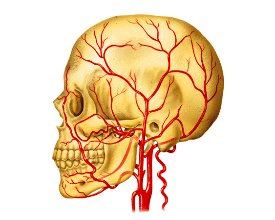 Arterias de la cabeza