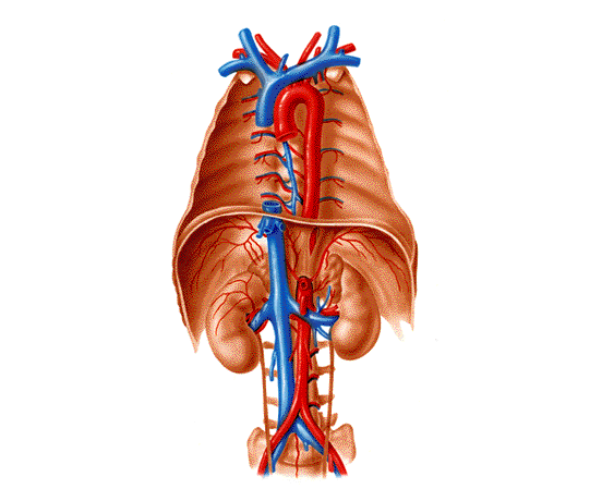 La gran arteria aorta, las venas cava y sus ramificaciones