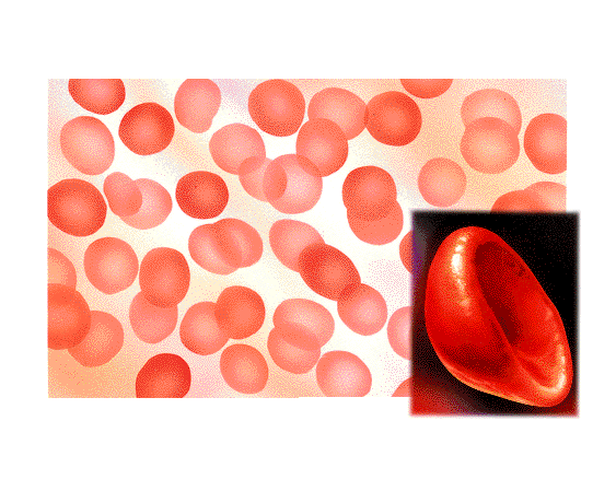 Células sanguíneas o "elementos" formes de la sangre
