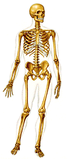 Ampliar esqueleto