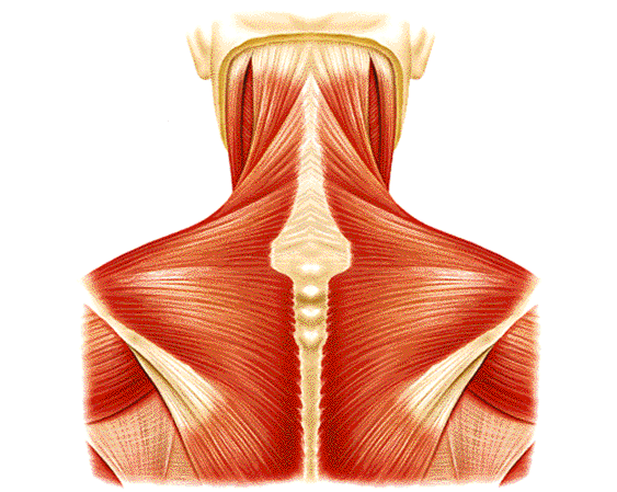 Músculos del cuello y la espalda