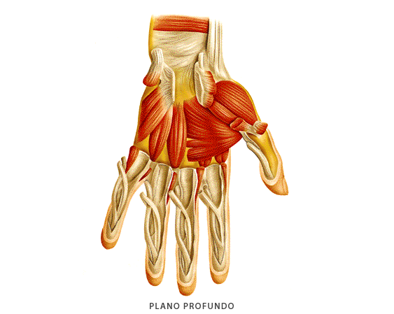 Músculos de la mano (profundo)
