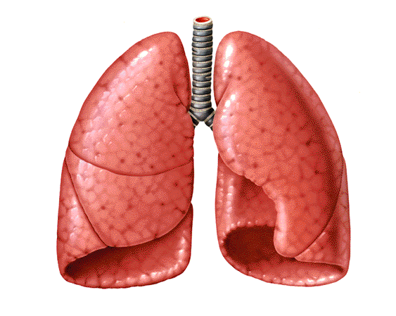 Los pulmones